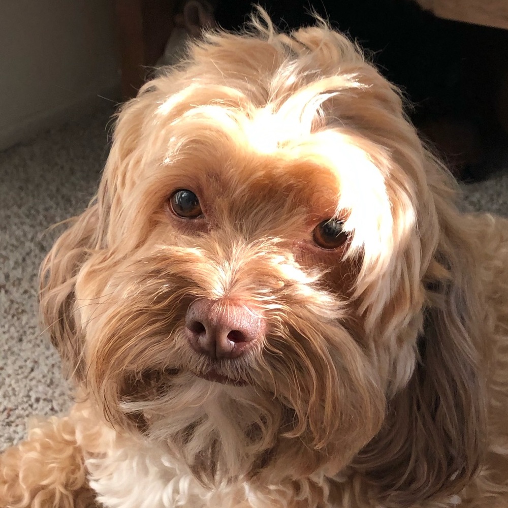 Meet your Posher, Chloe